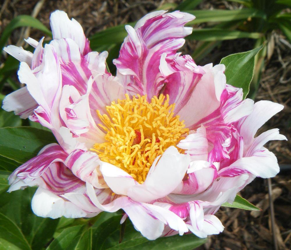 Paeonia lactiflora 'Twitterpated'